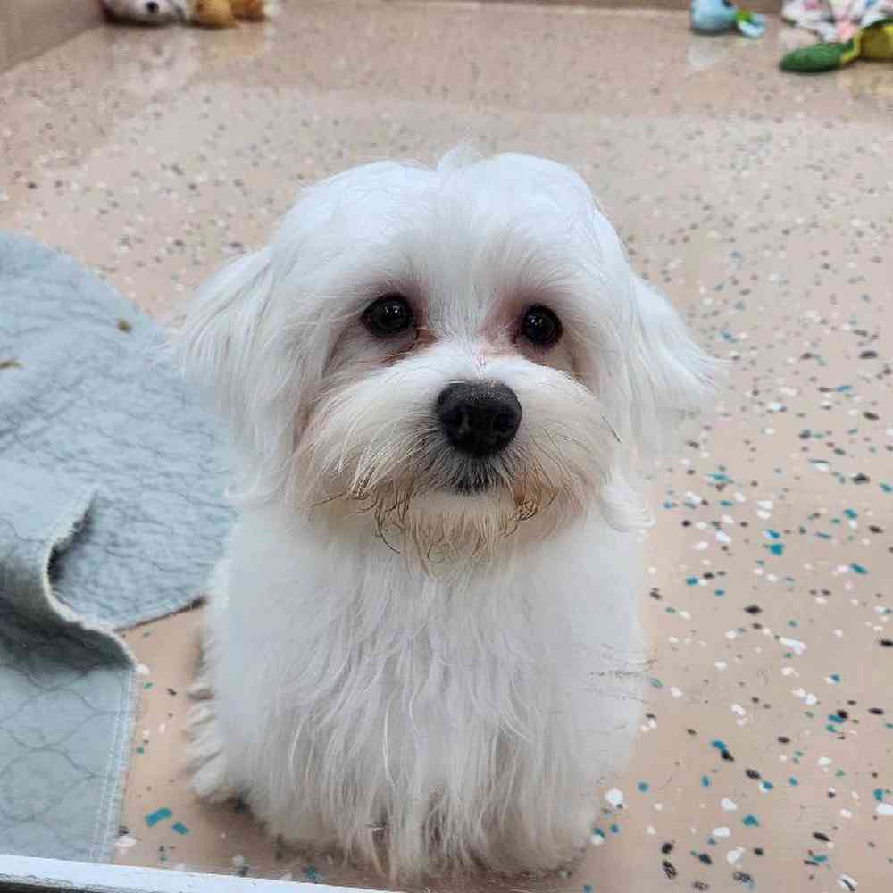 Male Maltese Puppy for Sale in Virginia Beach, VA