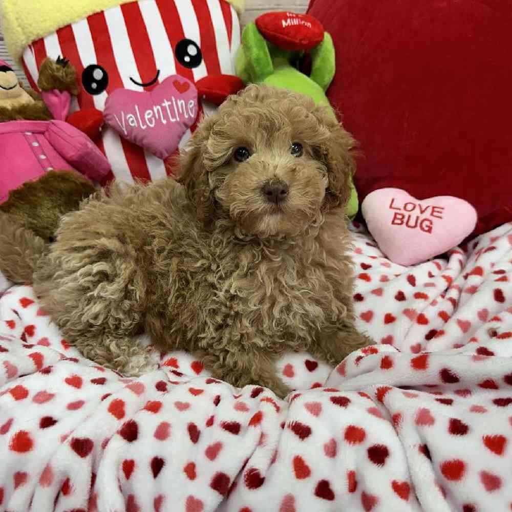 Male Maltipoo Puppy for Sale in Virginia Beach, VA