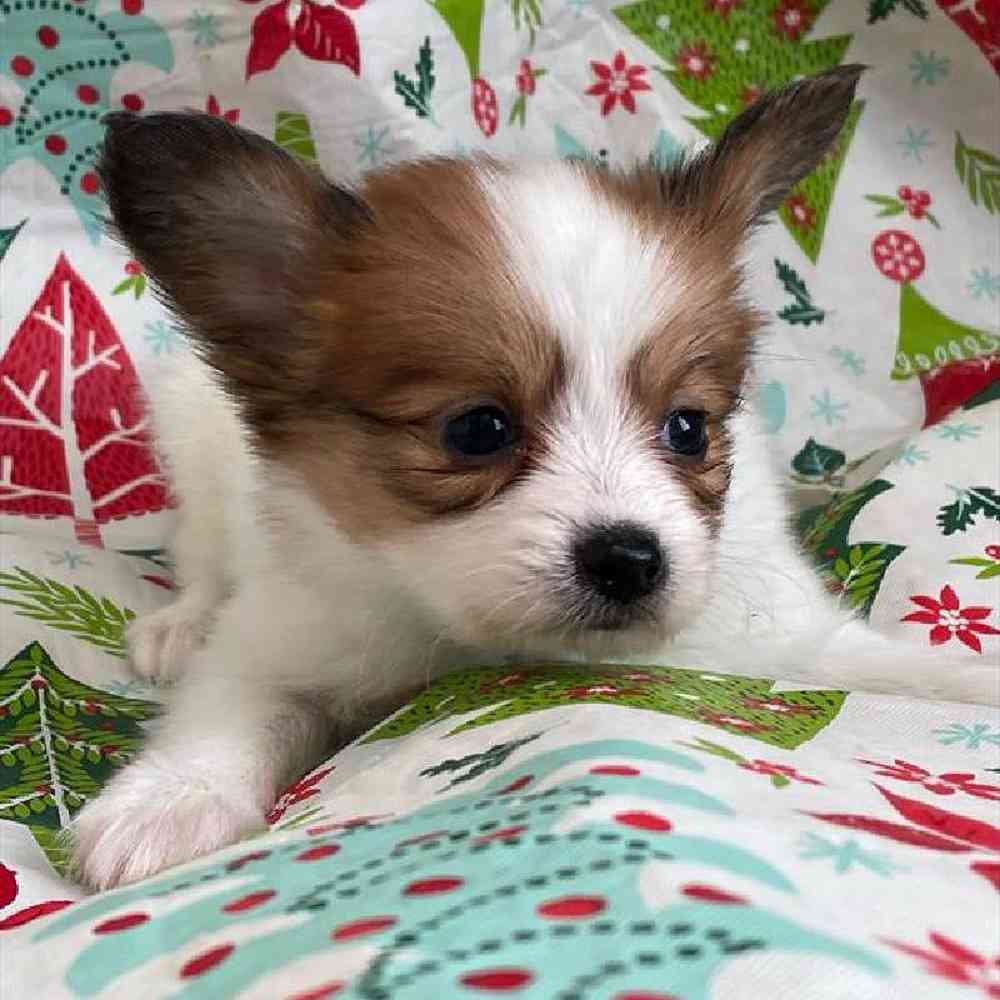 Male Papillon Puppy for sale