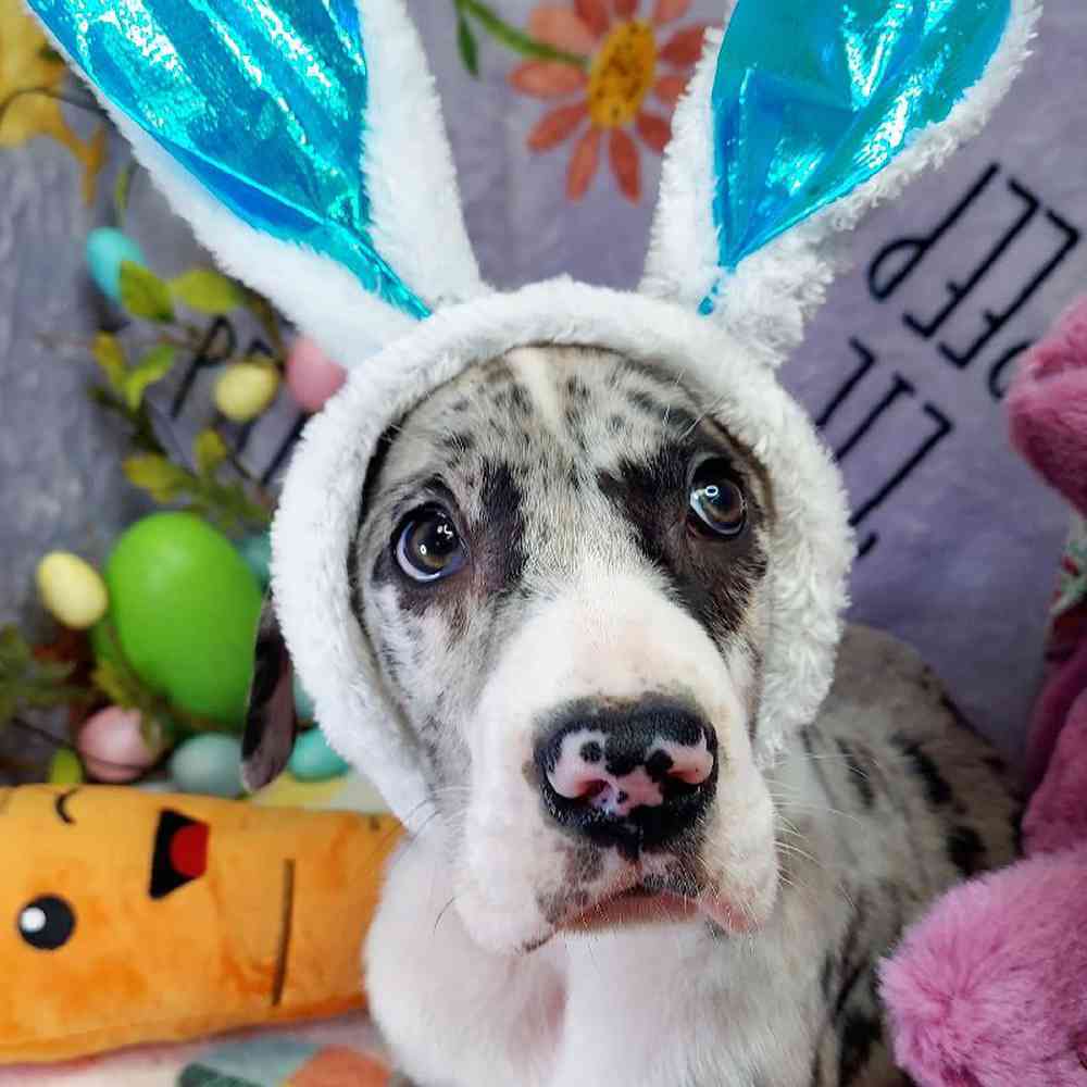 Male Great Dane Puppy for sale