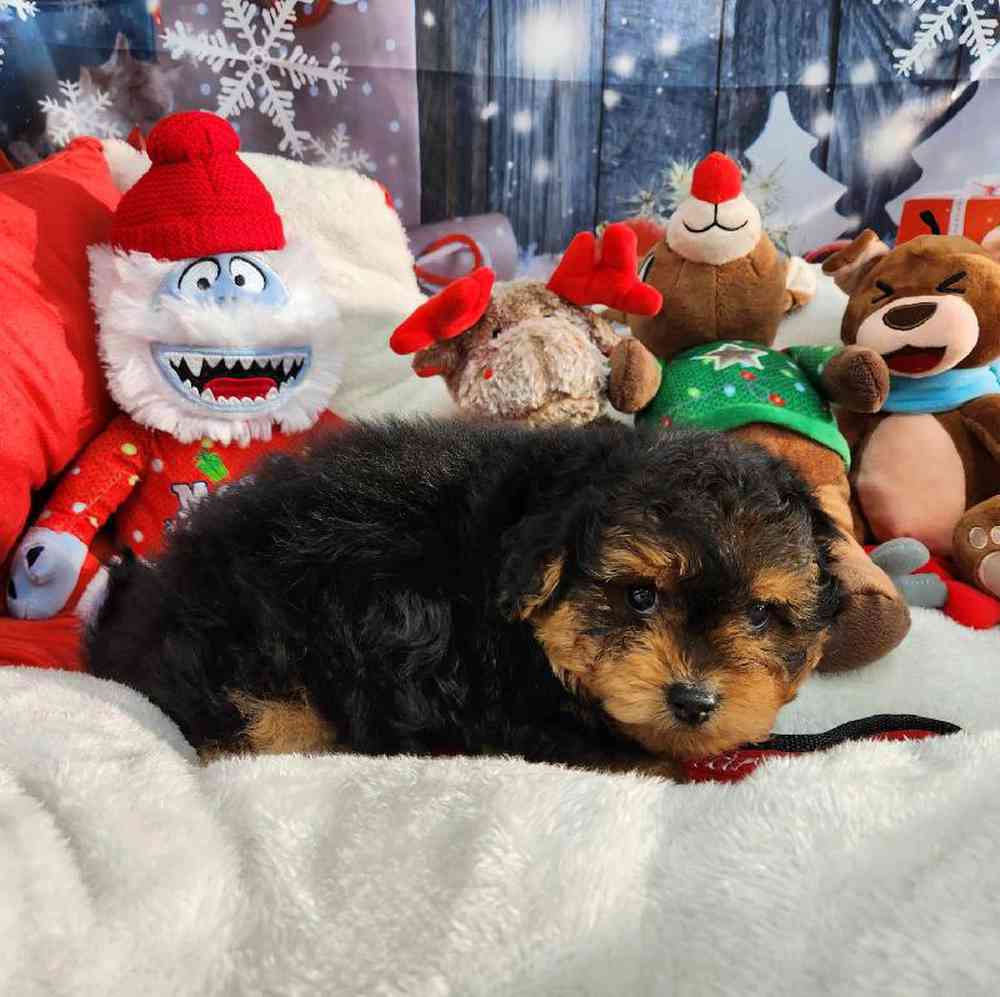 Male Yorkie-Poo Puppy for Sale in Virginia Beach, VA