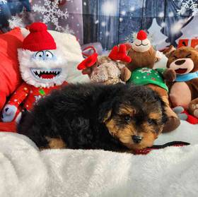 Yorkie-Poo