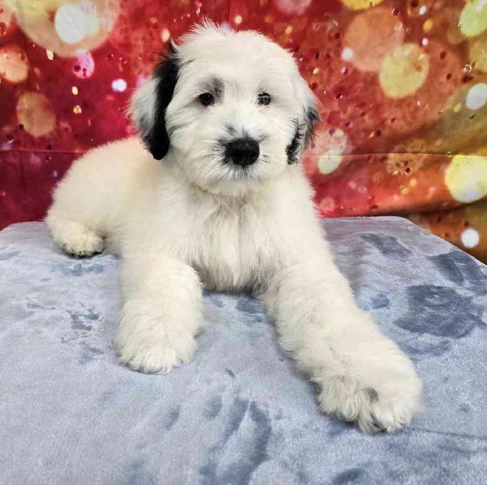 Male Portuguese Water Dog Puppy for Sale in Virginia Beach, VA