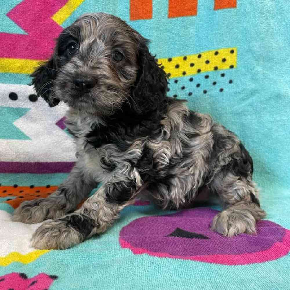 Male Cockapoo Puppy for sale