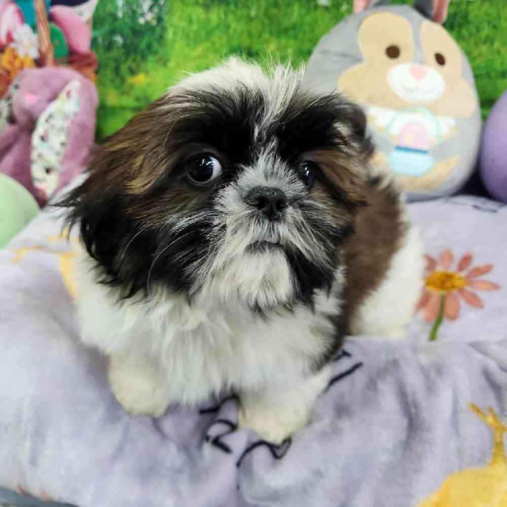 Male Shih Tzu Puppy for Sale in Virginia Beach, VA