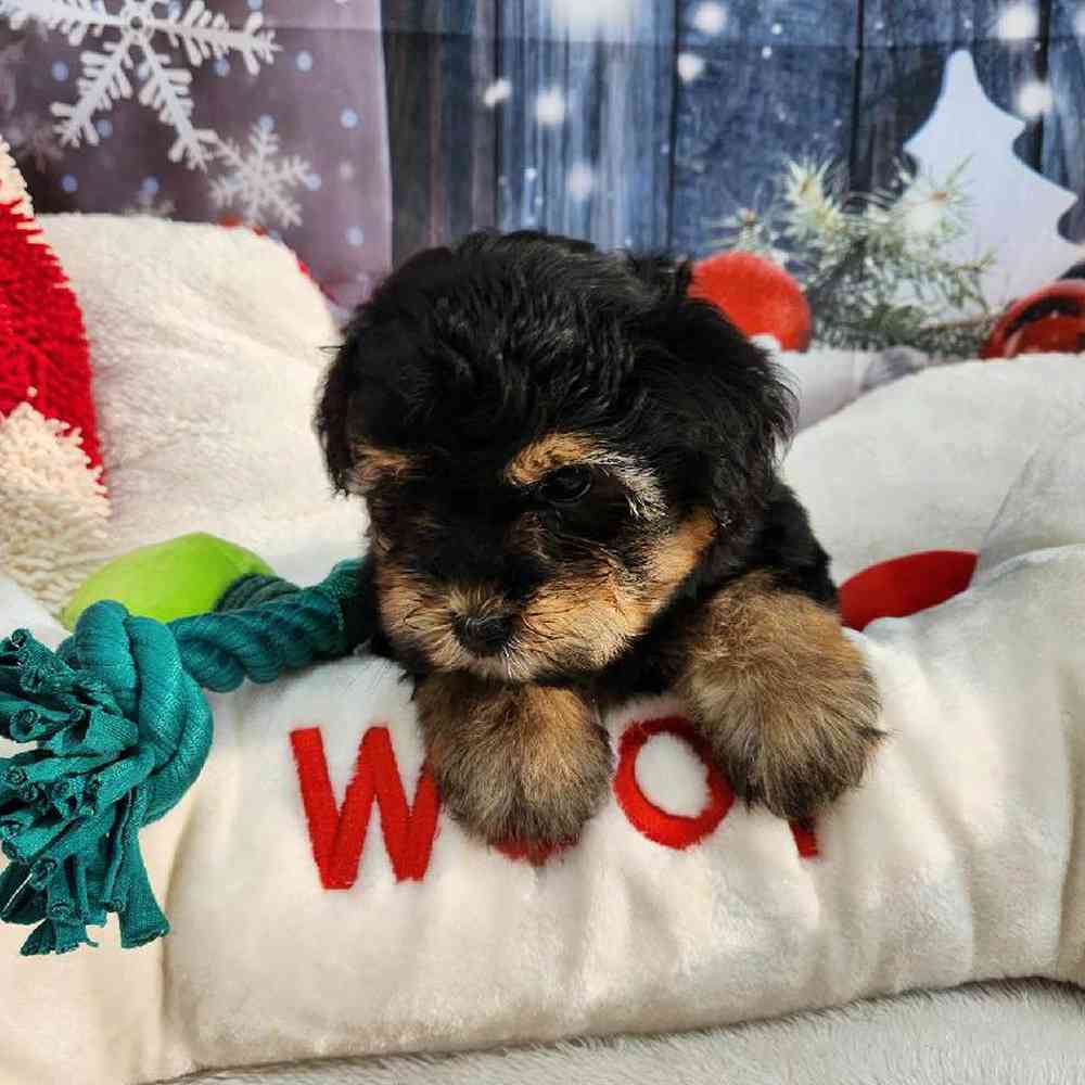 Female Morkie Puppy for Sale in Virginia Beach, VA