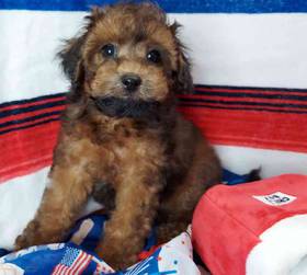 Maltipoo