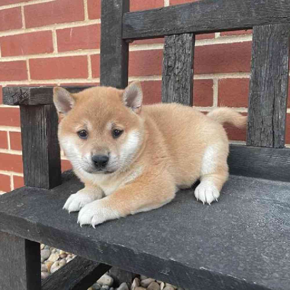 Male Shiba Inu Puppy for Sale in Virginia Beach, VA
