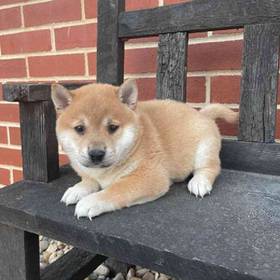 Shiba Inu