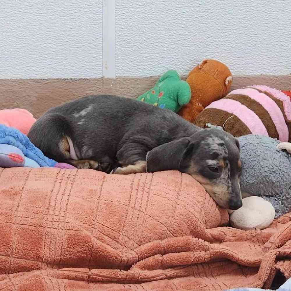 Male Dachshund Puppy for Sale in Virginia Beach, VA
