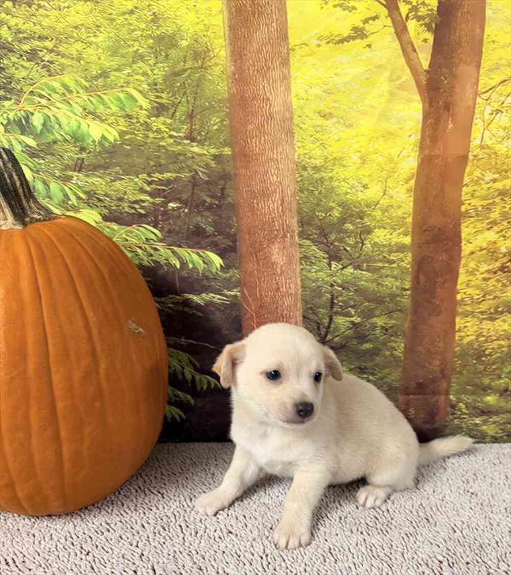 Image of a pet breed in the gallery
