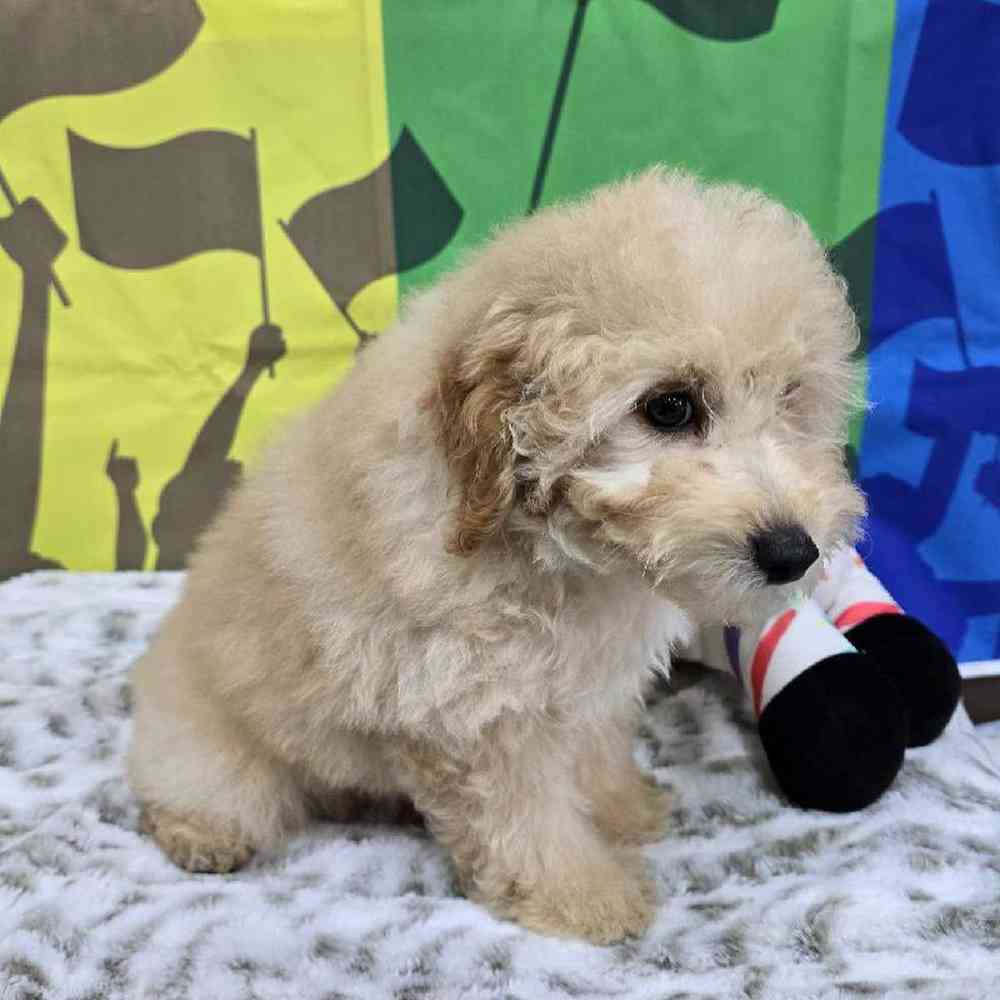 Male Mini Poodle Puppy for Sale in Virginia Beach, VA
