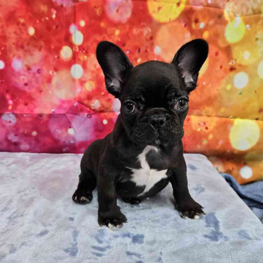 Female French Bulldog Puppy for Sale in Virginia Beach, VA