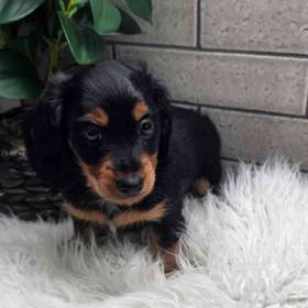 Dachshund
