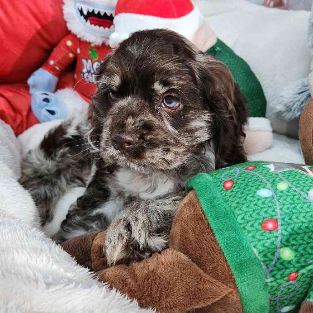 Male Cocker Spaniel Puppy for Sale in Virginia Beach, VA