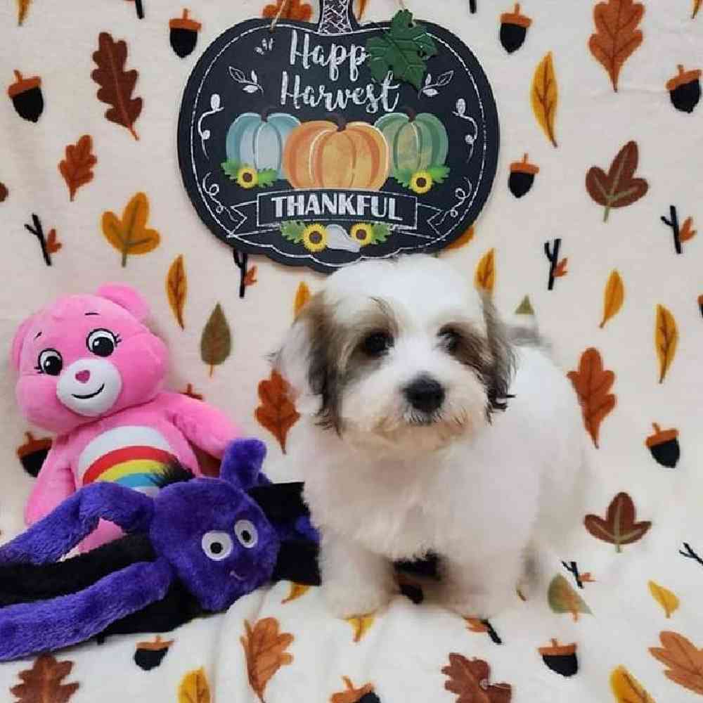 Male Havapoo Puppy for sale