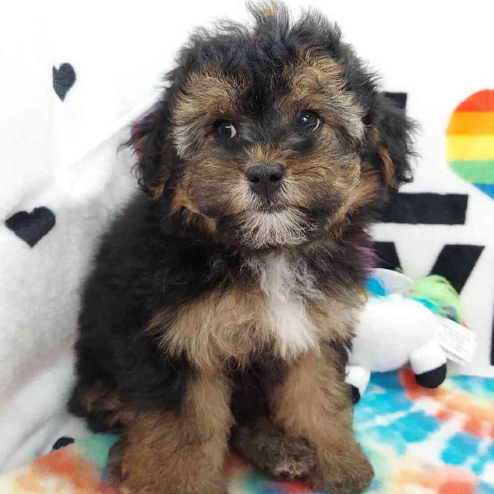 Female Morkiepoo Puppy for sale