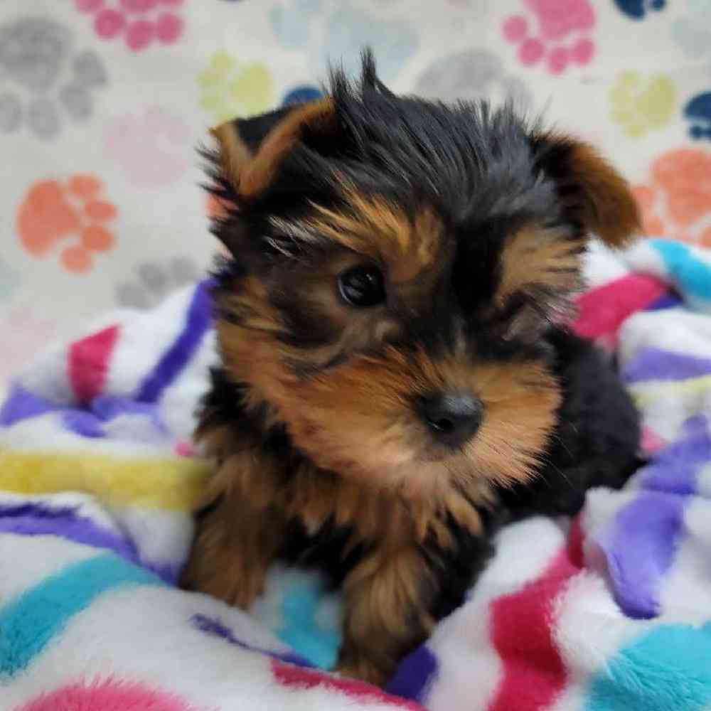 Male Yorkie Puppy for Sale in Virginia Beach, VA
