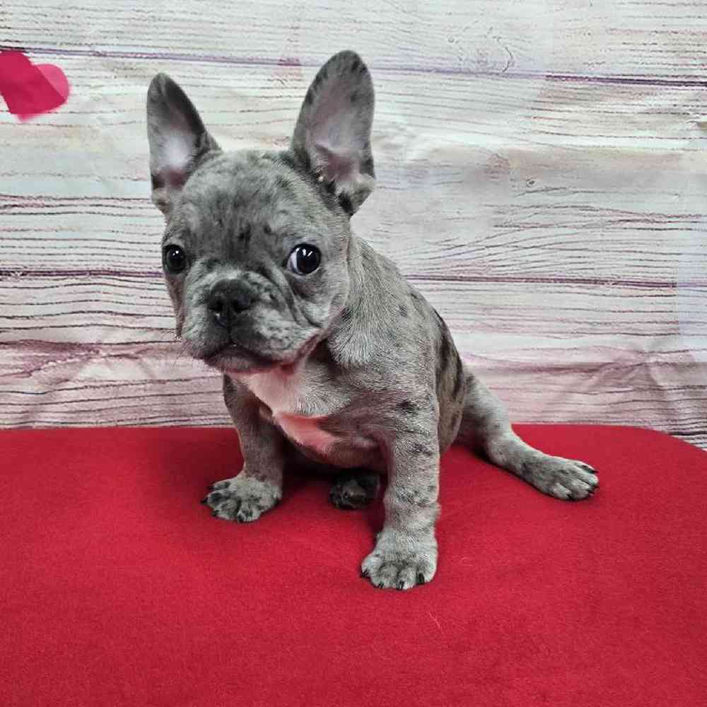 Male French Bulldog Puppy for Sale in Virginia Beach, VA
