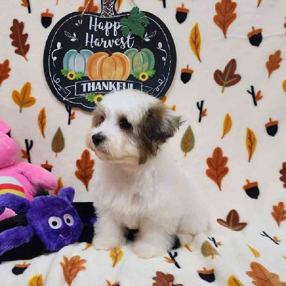 Male Havapoo Puppy for sale