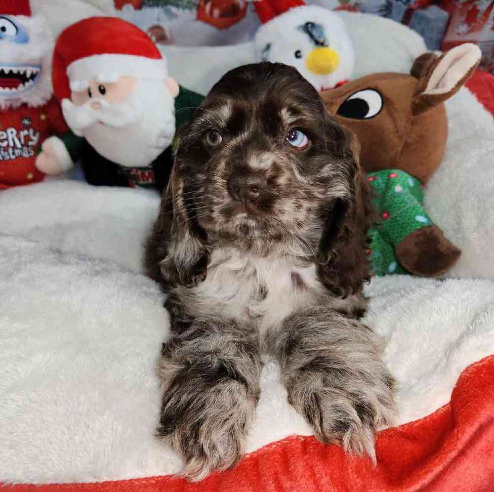 Male Cocker Spaniel Puppy for Sale in Virginia Beach, VA