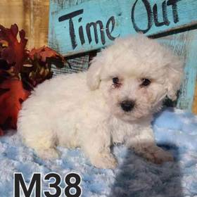 Bichon