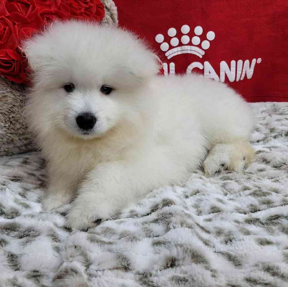 Male Samoyed Puppy for Sale in Virginia Beach, VA