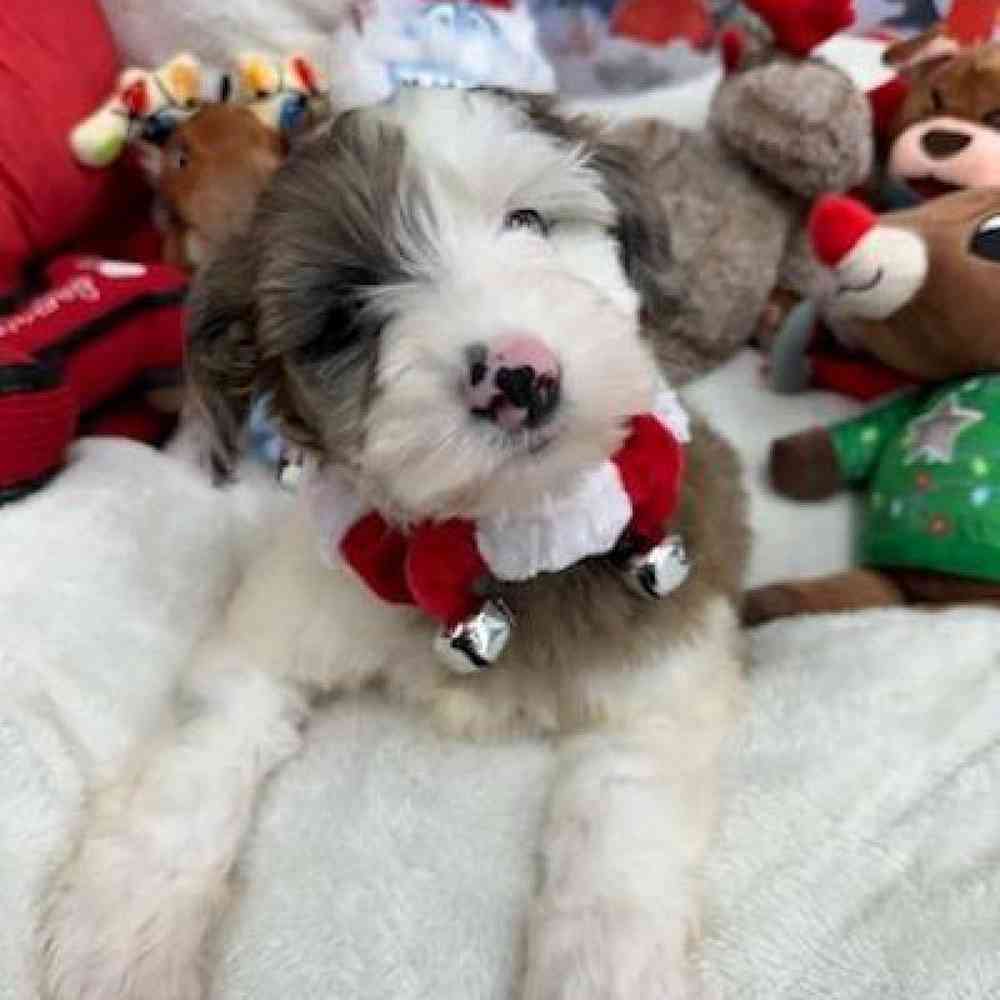 Female Mini Goldendoodle Puppy for Sale in Virginia Beach, VA