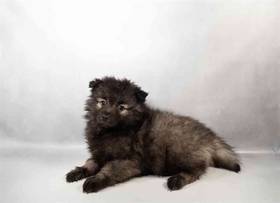 Keeshond