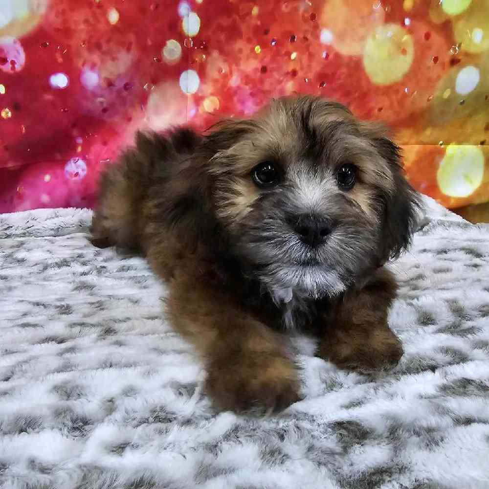 Male La-Chon Puppy for Sale in Virginia Beach, VA