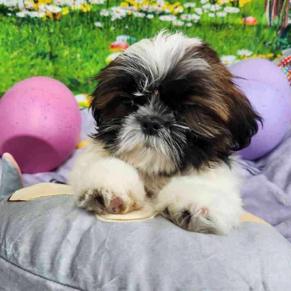 Male Shih Tzu Puppy for Sale in Virginia Beach, VA