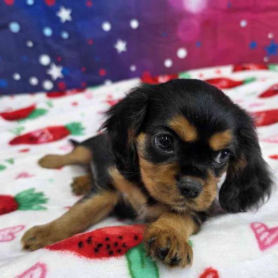 Cavalier King Charles Spaniel