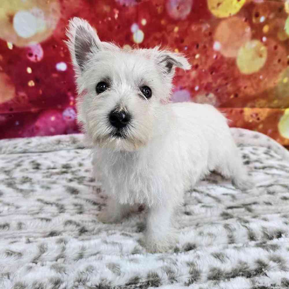 Female West Highland White Terrier Puppy for Sale in Virginia Beach, VA