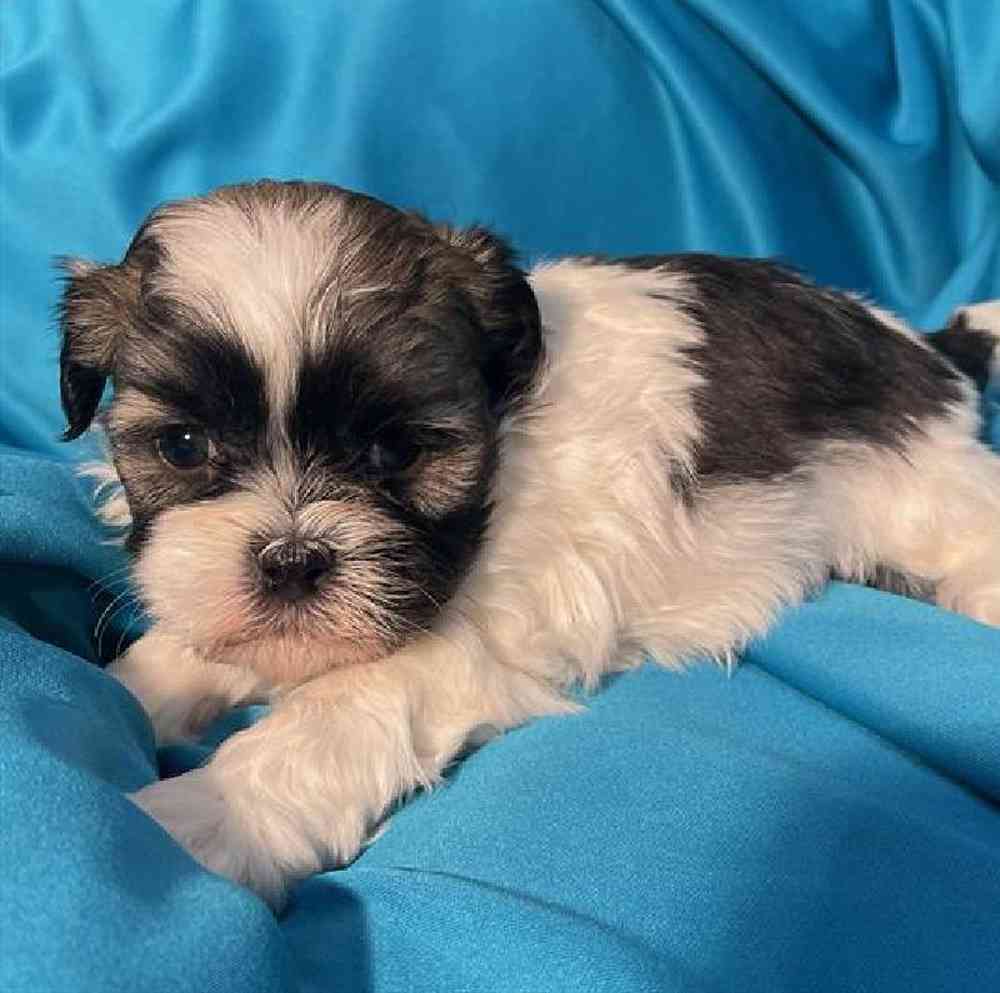 Male Shih Tzu Puppy for Sale in Virginia Beach, VA