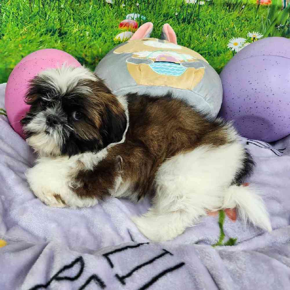 Male Shih Tzu Puppy for Sale in Virginia Beach, VA