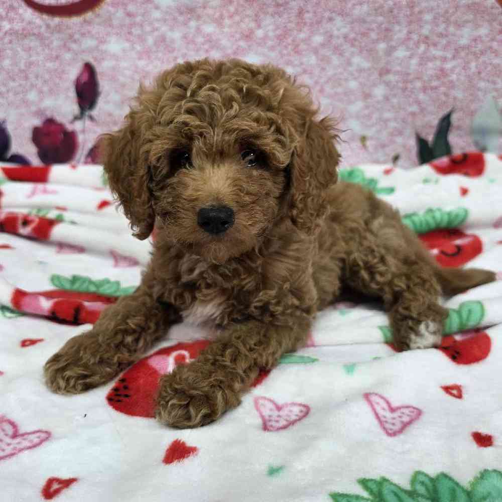 Image of a pet breed in the gallery