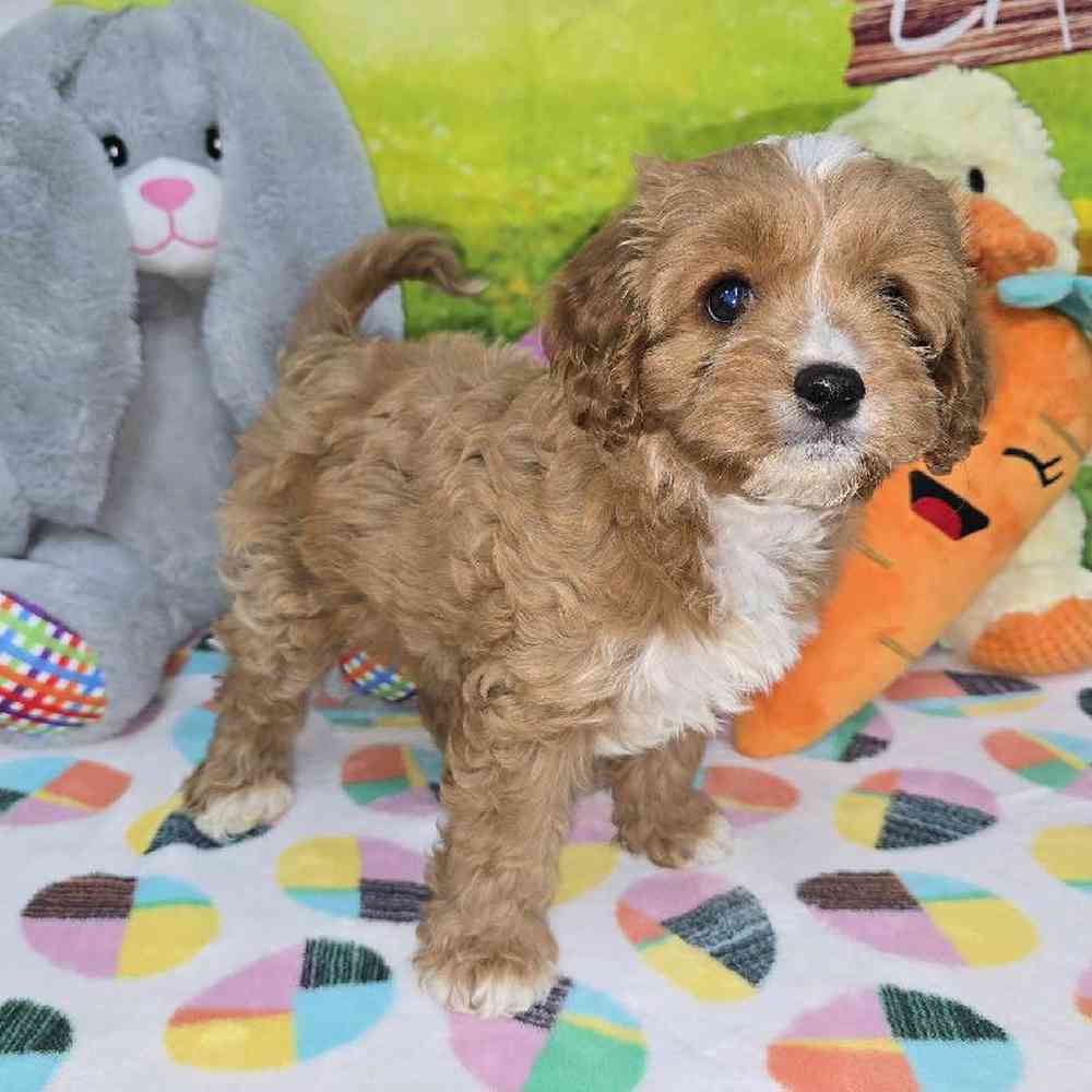 Female Cavapoo Puppy for Sale in Virginia Beach, VA