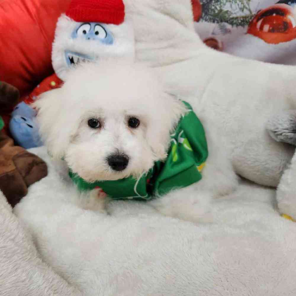 Male Bichon Puppy for Sale in Virginia Beach, VA
