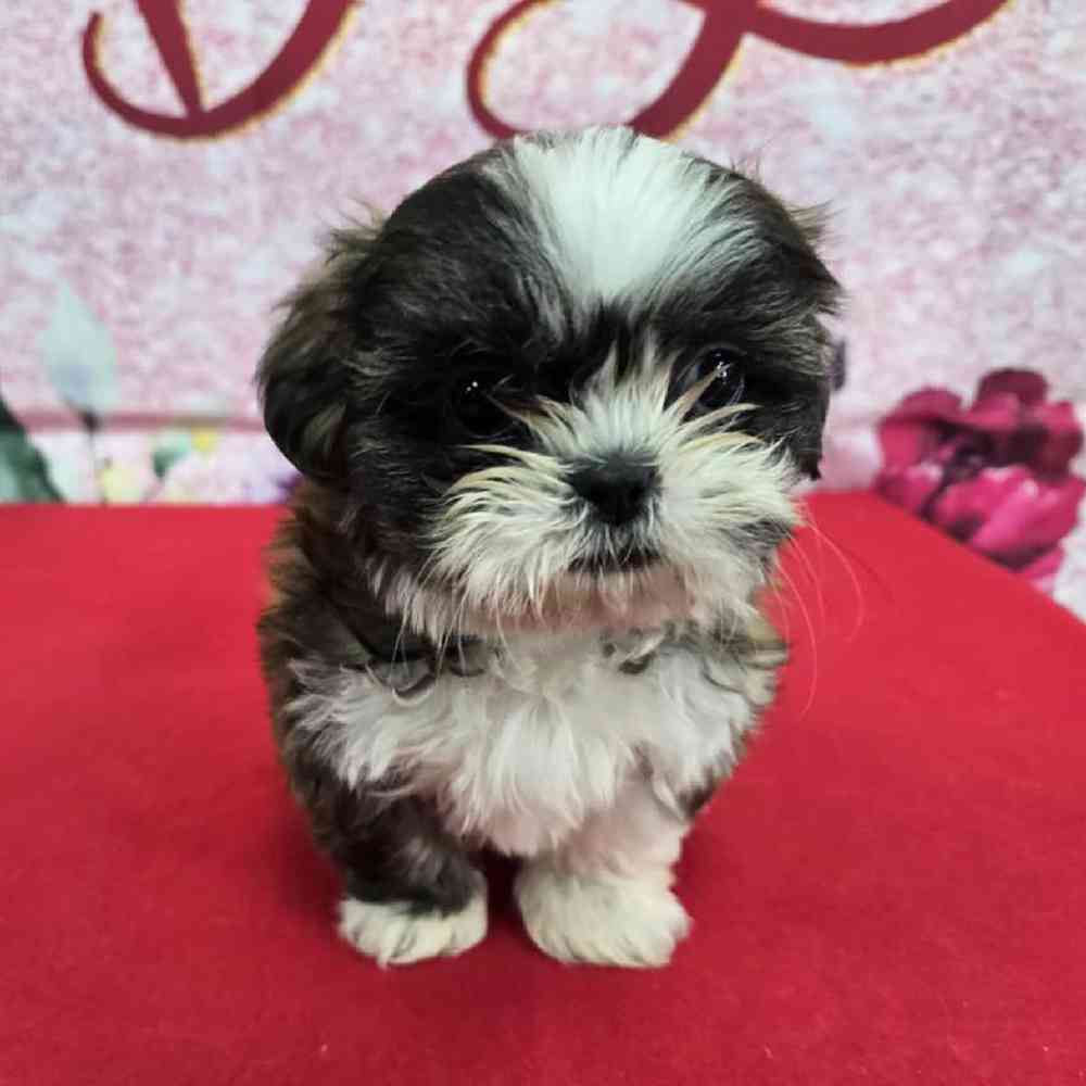 Female Shih Tzu Puppy for Sale in Virginia Beach, VA