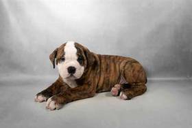 Old English Bulldog