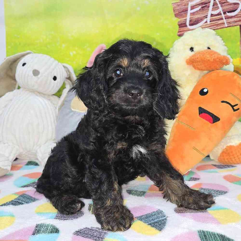 Female Cockapoo Puppy for Sale in Virginia Beach, VA