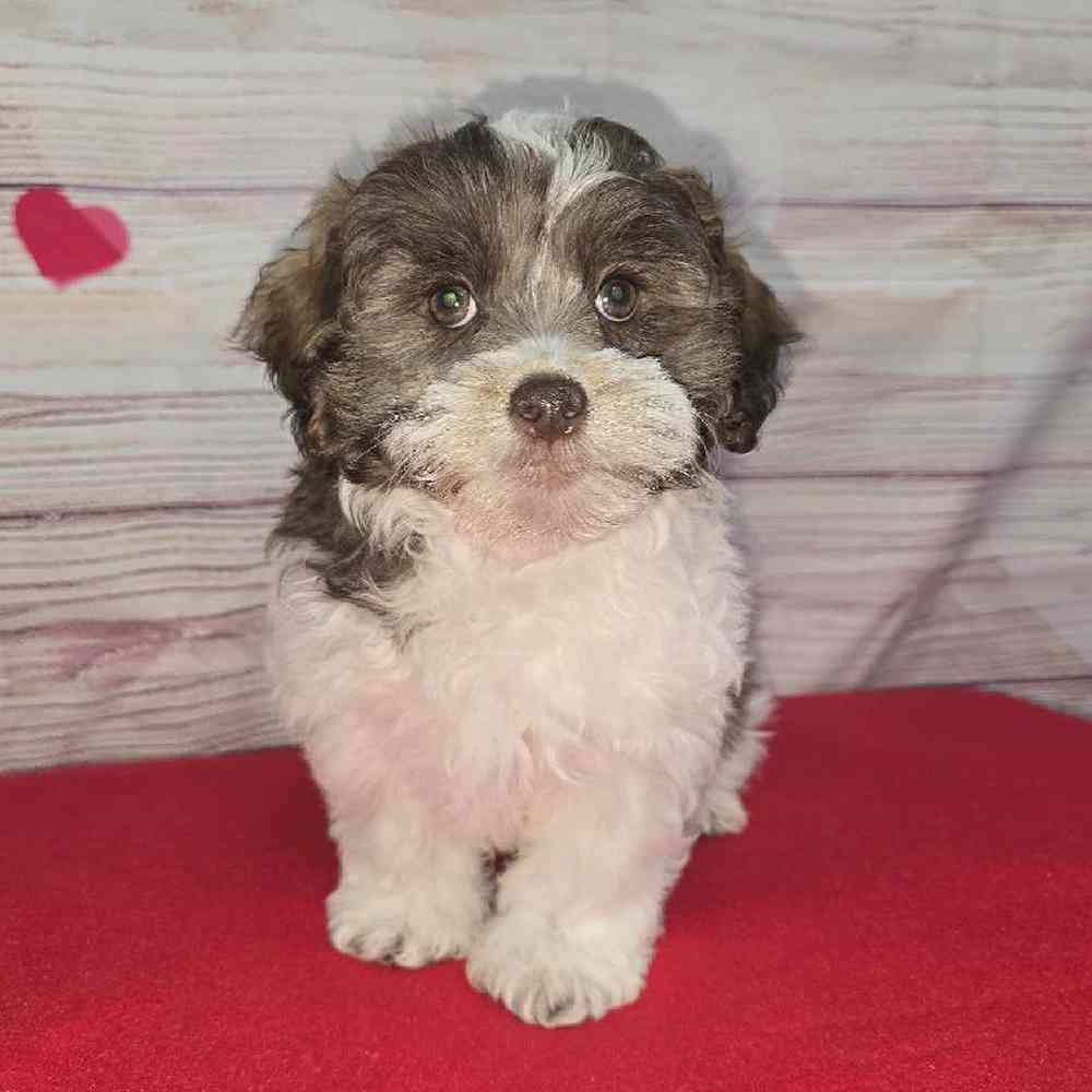 Male Shipoo Puppy for Sale in Virginia Beach, VA