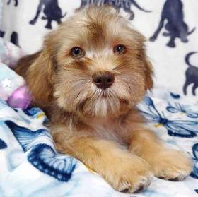 Shih Tzu/ Mini Schnauzer