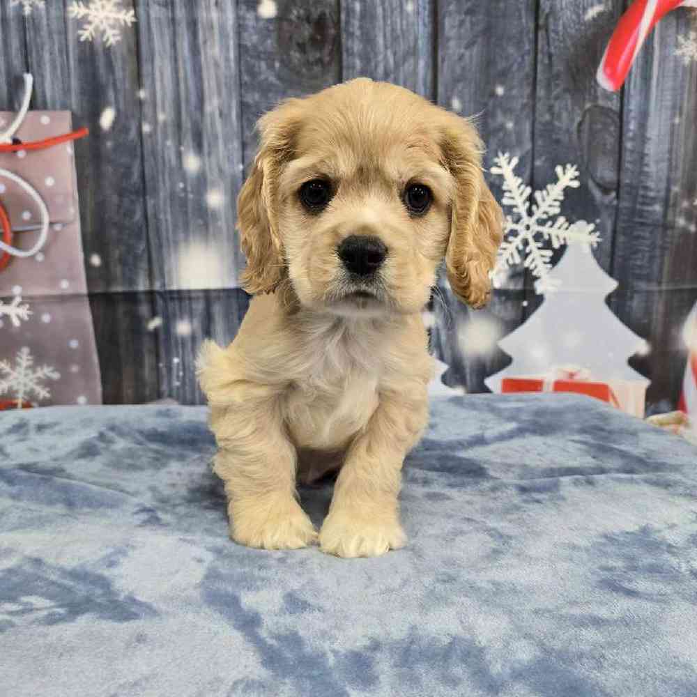 Male Cocker Spaniel Puppy for Sale in Virginia Beach, VA