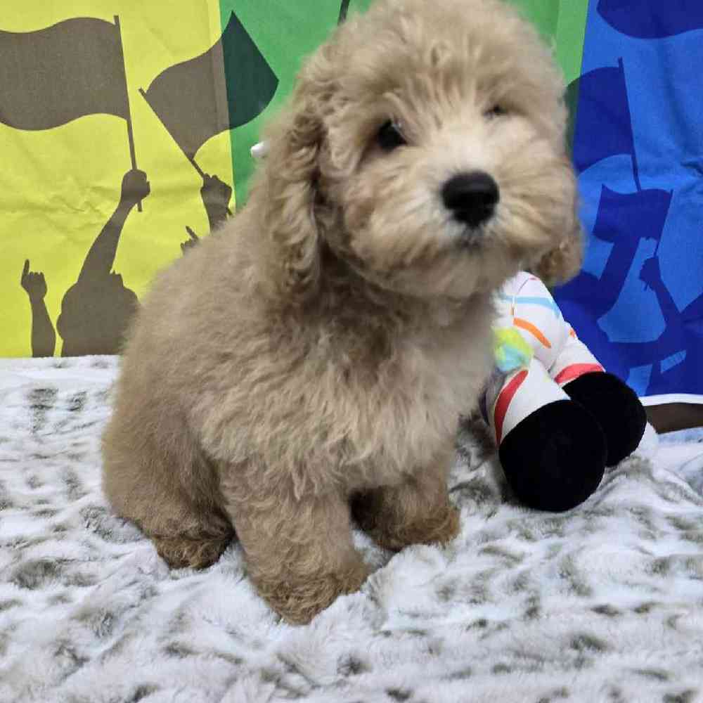 Male Mini Poodle Puppy for Sale in Virginia Beach, VA