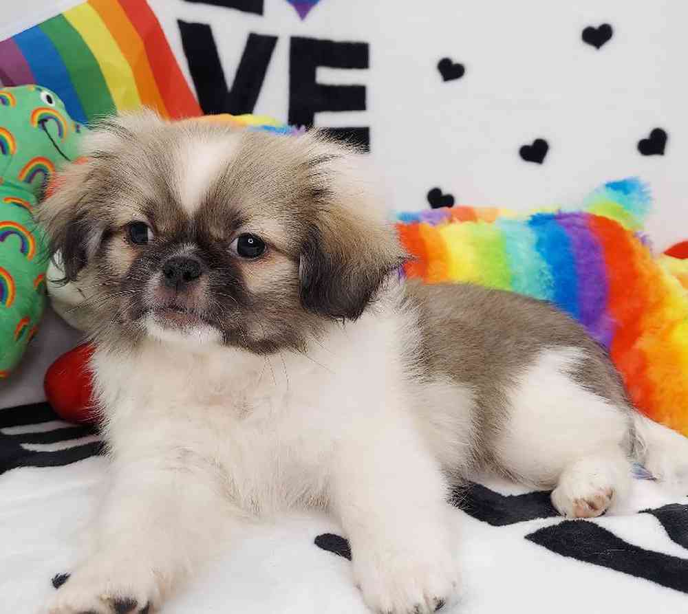 Male Pekingese Puppy for sale