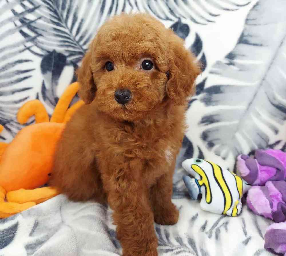 Male Mini Poodle Puppy for sale