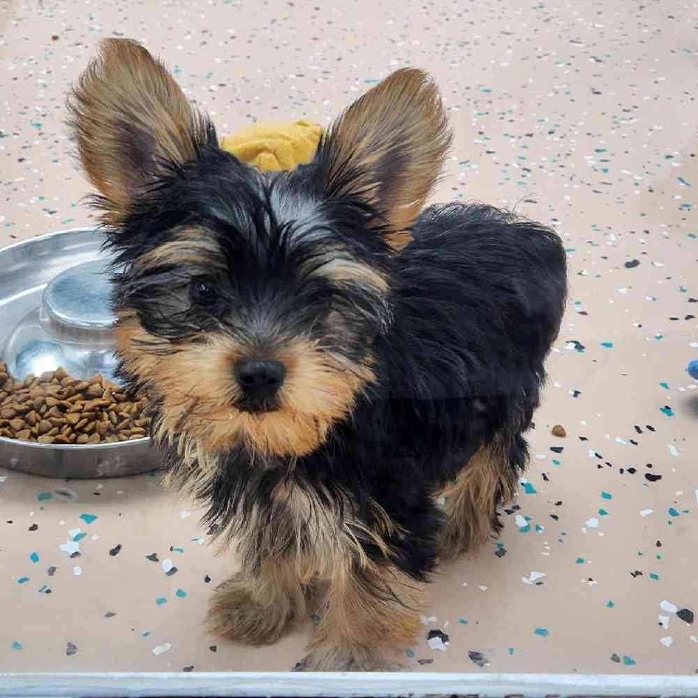 Male Yorkie Puppy for Sale in Virginia Beach, VA