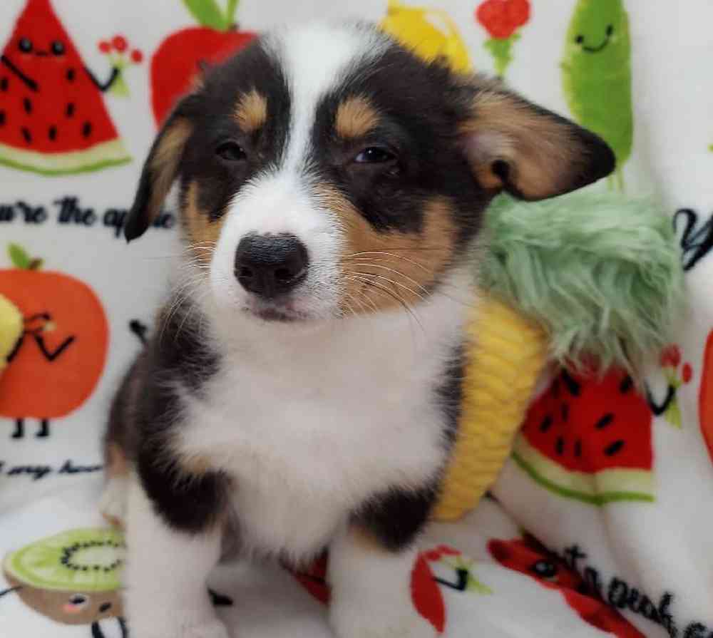 Male Pembroke Welsh Corgi Puppy for sale