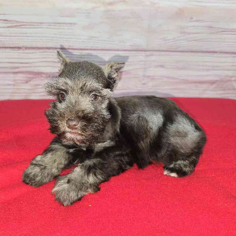 Female Mini Schnauzer Puppy for Sale in Virginia Beach, VA